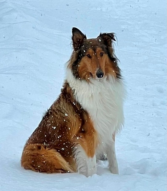 Image Scottish Collie in the snow